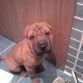 Mi Shar pei con 4 meses!